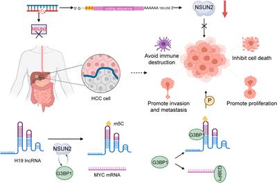 Role of Main RNA Methylation in Hepatocellular Carcinoma: N6-Methyladenosine, 5-Methylcytosine, and N1-Methyladenosine